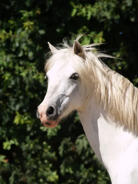 Horse Animal Herd Pasture Animal Nature Fauna — Stock Photo, Image