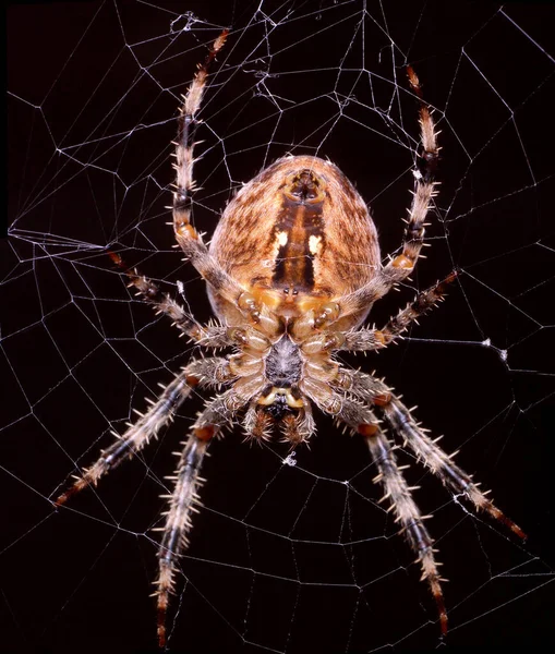 Korsspindel Läskig Spindelinsekt — Stockfoto