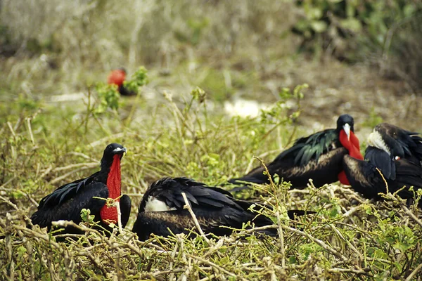 Frigate Birds Breeding — Stock fotografie