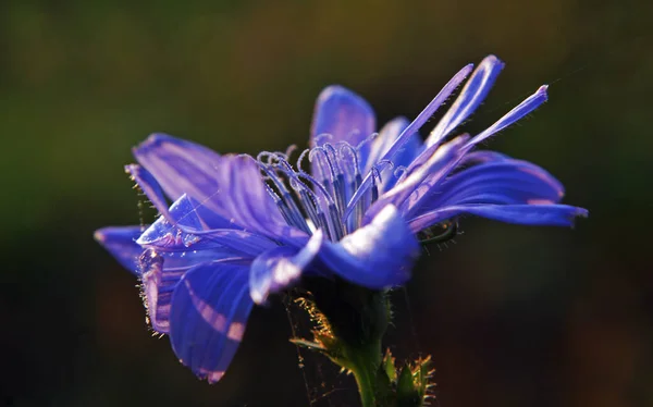 Vista Panorámica Hermosa Flor Aciano — Foto de Stock