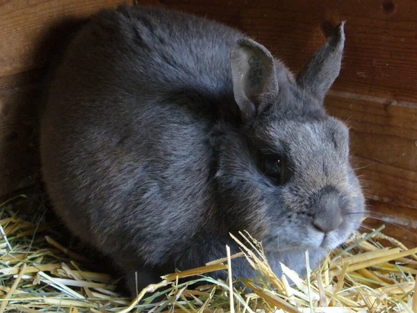 Mein Jähriger Hase — Stockfoto