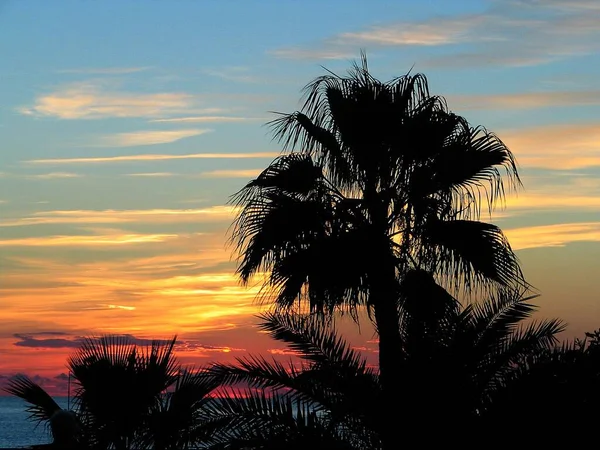 Palme Hintergrund Kopierraum — Stockfoto