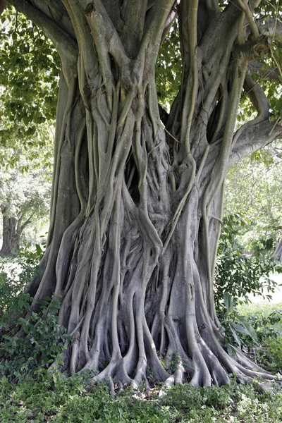 Een Oude Boom Het Tempelterrein Ayutthaya Thailand — Stockfoto