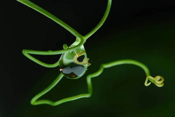 美丽的植物学照片 天然壁纸 — 图库照片