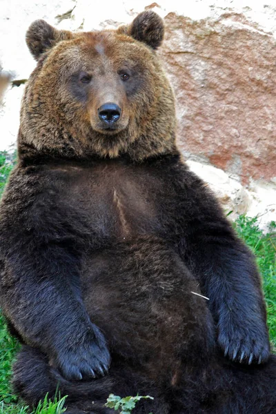 Medvědí Zvíře Hnědé Grizzly — Stock fotografie