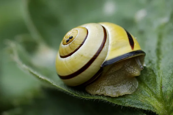 Snail Муравейник — стоковое фото