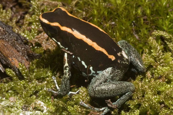 Amphibian Animal Nature Frog — Stock Photo, Image