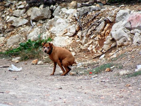 Cane Nella Foresta — Foto Stock