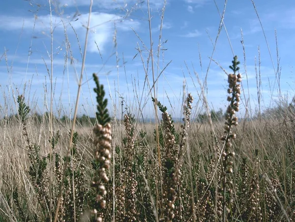 Grass Flora Plant Nature — Stock Photo, Image