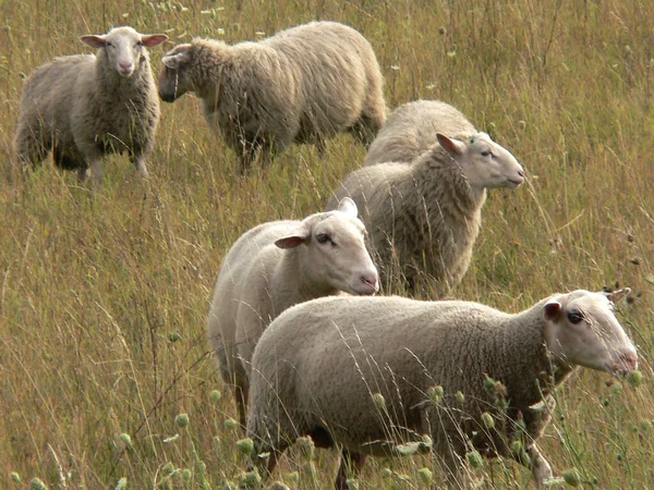 Zwei Schafe Auf Dem Feld — Stockfoto