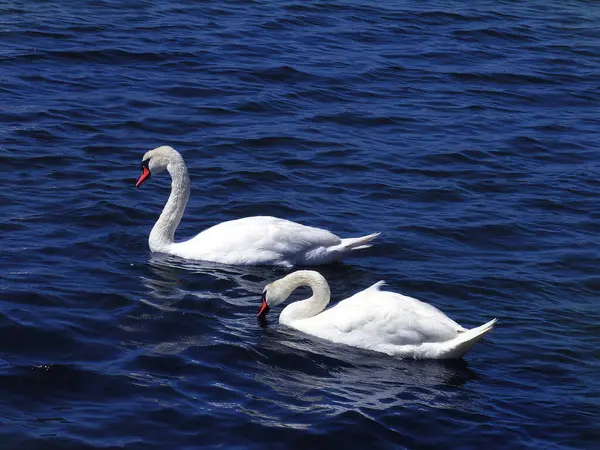 Vista Cênica Cisnes Majestosos Natureza — Fotografia de Stock