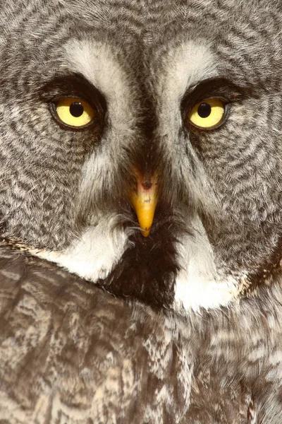 Bearded Owl Portrait Front — Stock Photo, Image