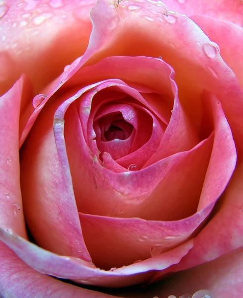 Schöne Blumen Blumiges Konzept Hintergrund — Stockfoto