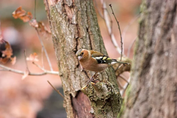 Malerischer Blick Auf Schöne Süße Finkenvogel — Stockfoto