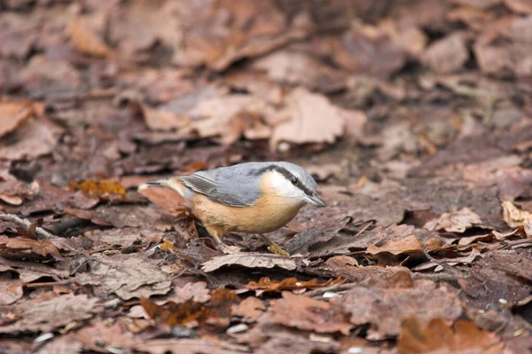 Vue Panoramique Bel Oiseau Nature — Photo