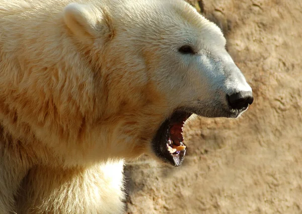 動物園での動物の閉鎖 — ストック写真