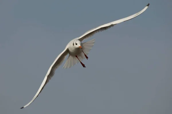 Vue Panoramique Magnifique Oiseau Mouette Mignon — Photo