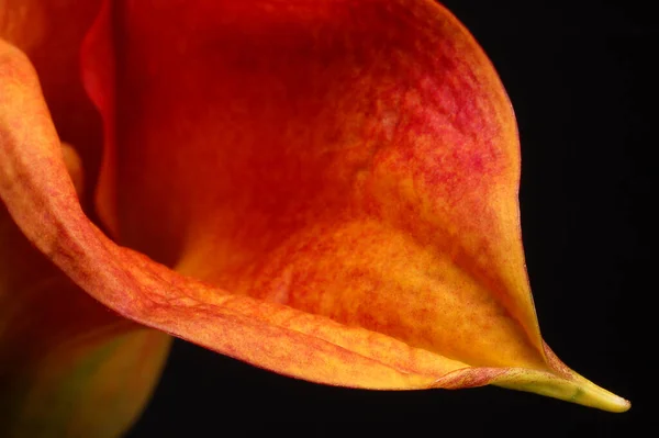 Petali Fiori Calla Esotici Flora Botanica — Foto Stock