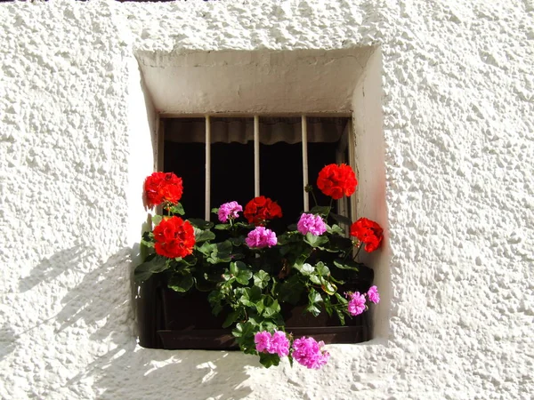 Källarfönster Med Blommor — Stockfoto