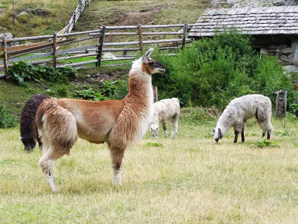 Lustigt Alpacadjur Vilda Däggdjur — Stockfoto