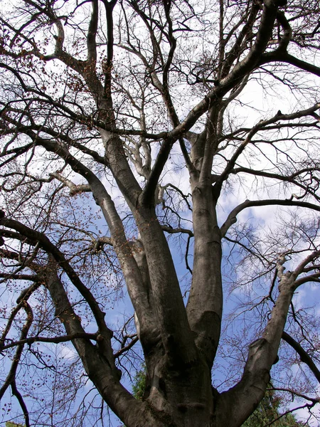 Schöne Aussicht Auf Die Natur — Stockfoto