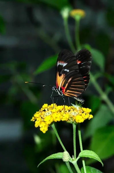 Pequeña Mariposa Flor Concepto Salvajismo — Foto de Stock