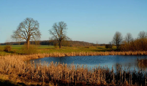 Morgens Genieße Ich Gerne Die Ruhe Unserem Teich Aber War — Stockfoto