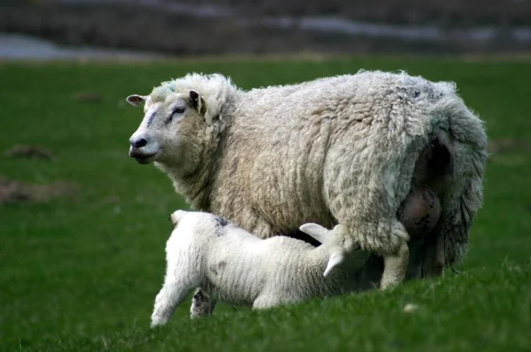 草地上的羊 — 图库照片