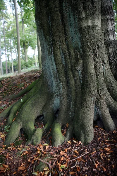 Ett Stort Träd Skogen — Stockfoto