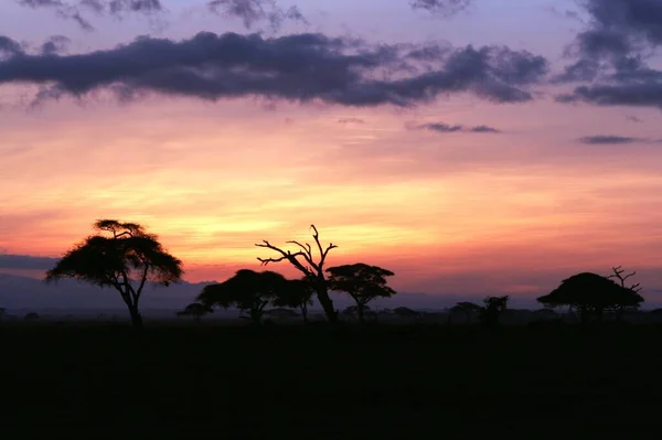 Kaffernbffelherde Amboseli Ulusal Parkı Nda — Stok fotoğraf