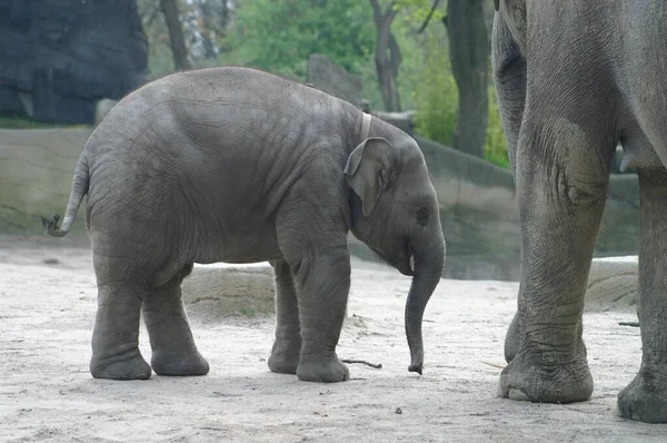 Elefant Zoo — Stockfoto