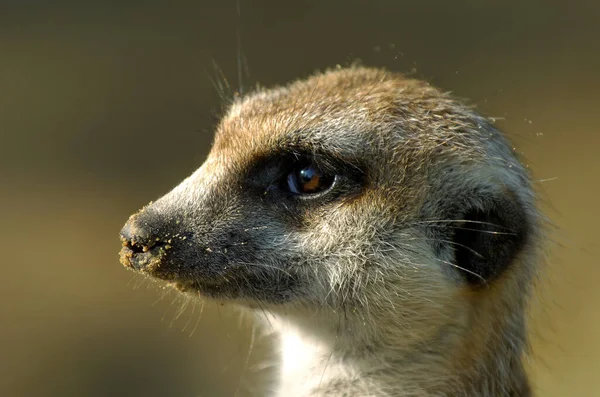 Meerkat Animal Suricado Pequeno Mongoose — Fotografia de Stock