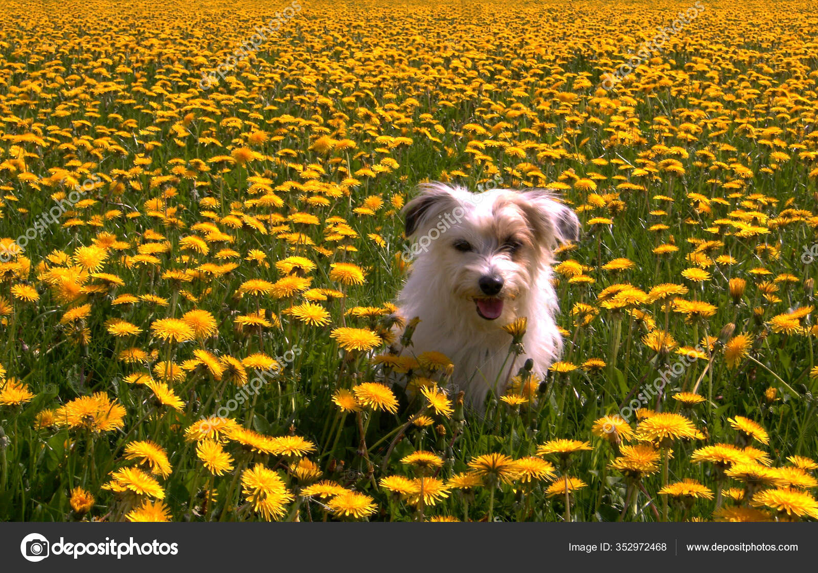 Bobby Dandelion Stock Photo by ©PantherMediaSeller 352972468