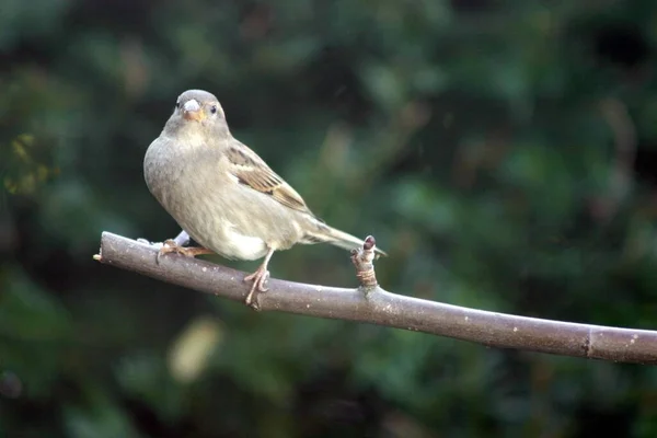 Vista Cênica Pássaro Pardal Bonito — Fotografia de Stock
