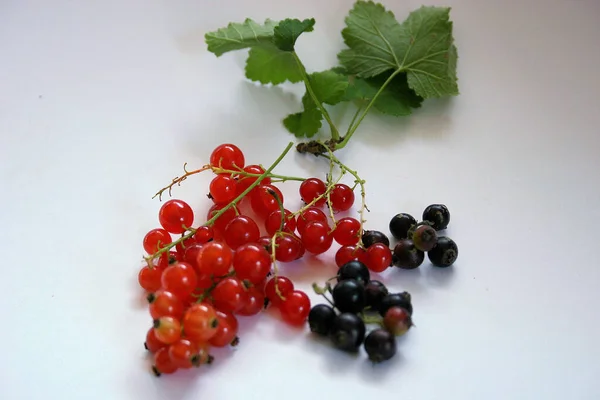 Fresh Red Currant White Background — Stock Photo, Image