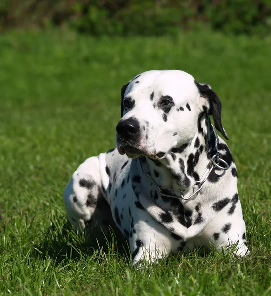 Portrait Cute Dog — Stock Photo, Image