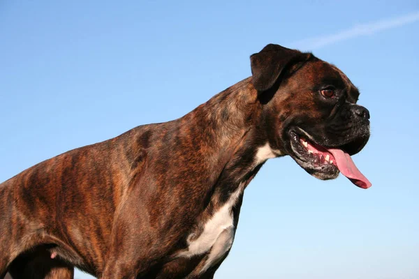 Boxer Halv Kropp Porträtt — Stockfoto