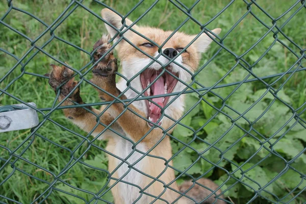 Vulpes Vulpes Raposa Animal — Fotografia de Stock