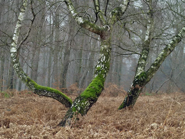 Het Berkenbos — Stockfoto