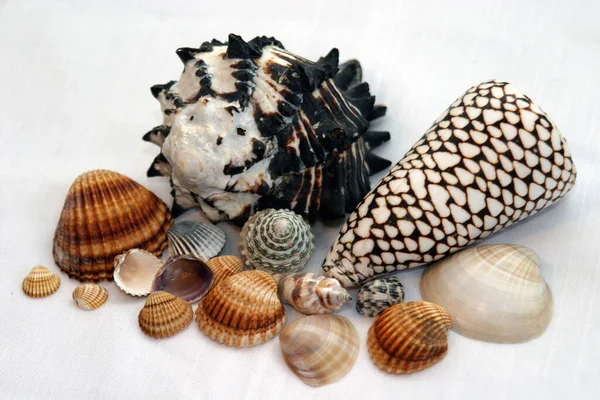 Marine Seashells Sea Shell — Stock Photo, Image