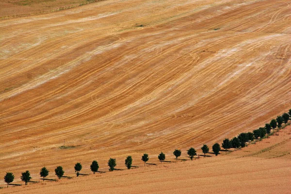 Landschap Veld Planten Natuur Flora — Stockfoto