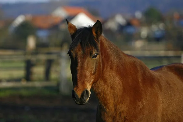 Musste Zurück Den Tests Haben Sie Zeit Manuell Statt — Stockfoto