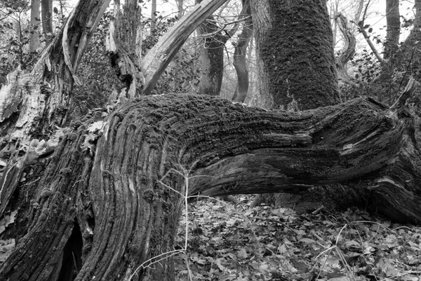 Baum Naturpflanze Und Flora — Stockfoto