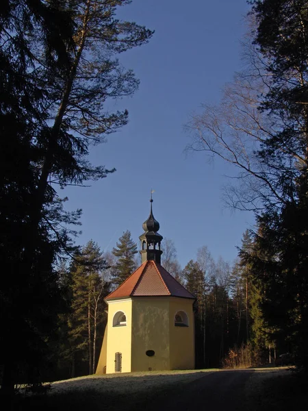 Vacker Skog Natur Bakgrunden — Stockfoto