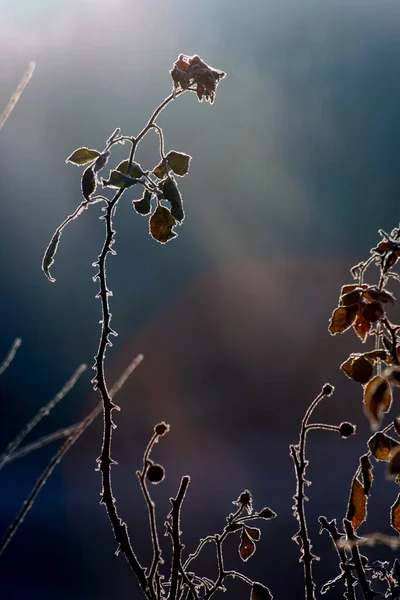 Uitzicht Een Winterse Scène — Stockfoto