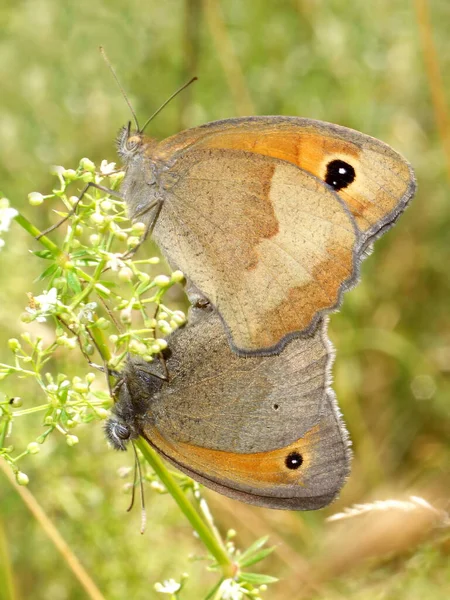 Large Eye Mating — Stock Photo, Image