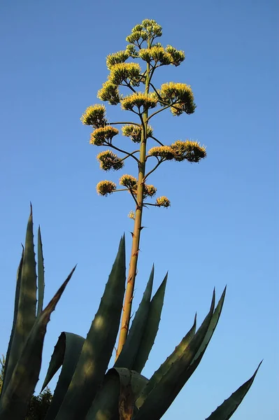 Piękne Botaniczne Ujęcie Naturalna Tapeta — Zdjęcie stockowe