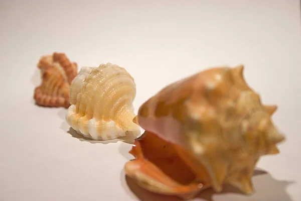 Морская Раковина Водные Моллюски — стоковое фото