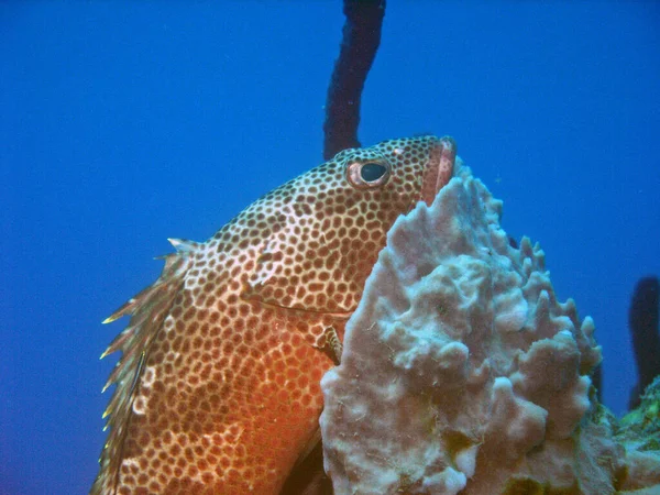 Recorded Saba Caribbean Family Groupers Ranges Small Specimens Only 5Cm — Stock Photo, Image