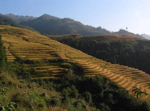 Visão Panorâmica Agricultura Foco Seletivo — Fotografia de Stock